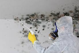 Forensic Mold Investigation in Bensville, MD